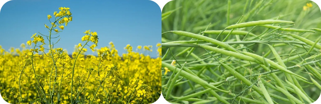 brassicasterol