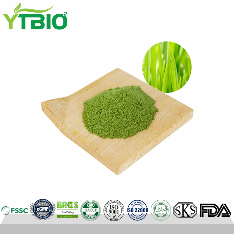 Organic Barley Grass Powder Manufacturer 100% Pure