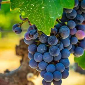 grape