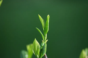 green-tea-1