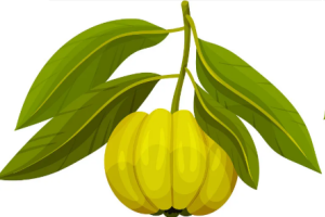 藤黄果提取物.png
