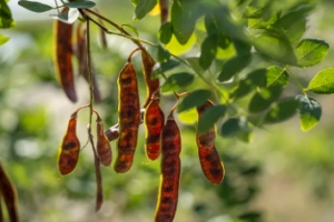locust-bean