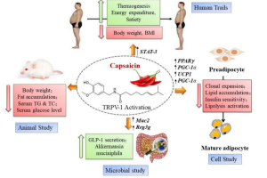 promotes-fat-metabolism-copy