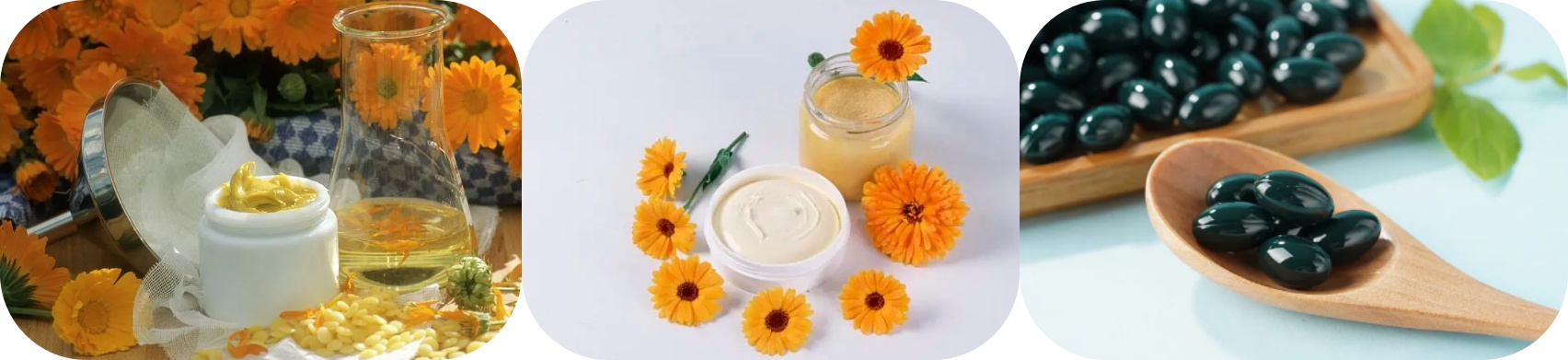 calendula