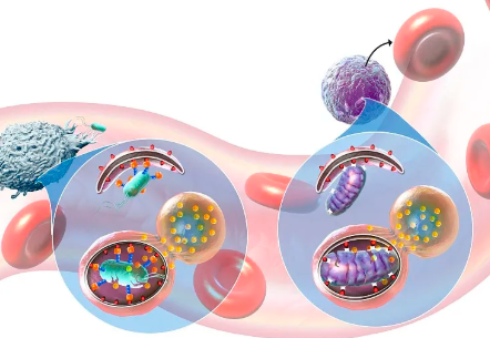 cellular-metabolism