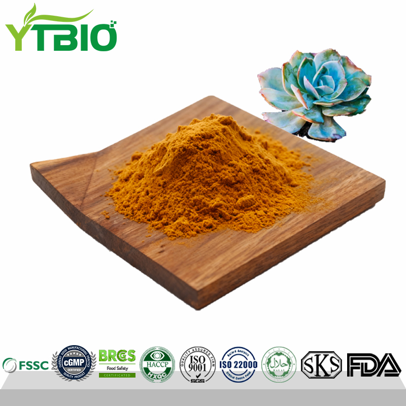10:1 Polypodium Nipponicum Extract Powder