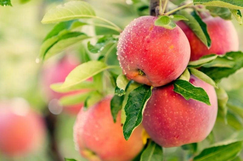 What Is The Use Of Apple Vinegar Powder?